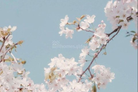 Appartement de 1 chambre à Falcon City of Wonders, UAE No. 150227 3