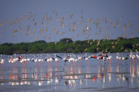 1 غرف نوم شقة في Al Zorah, الإمارات العربية المتحدة رقم 154329 21